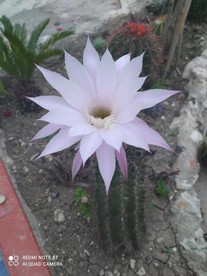 Racalmuto B&B Troisi المظهر الخارجي الصورة