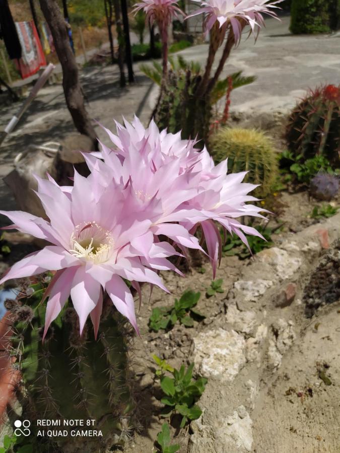 Racalmuto B&B Troisi المظهر الخارجي الصورة